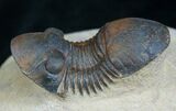 Paralejurus Trilobite - Beautiful Preservation #5384-2